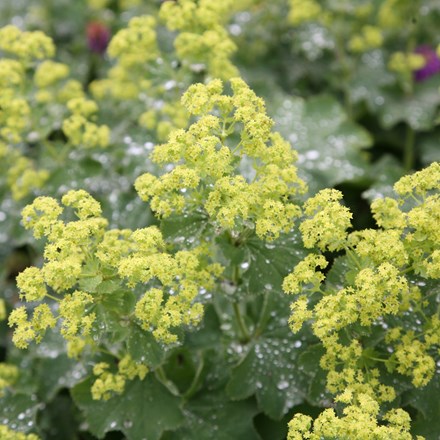 <i>Alchemilla mollis</i> 