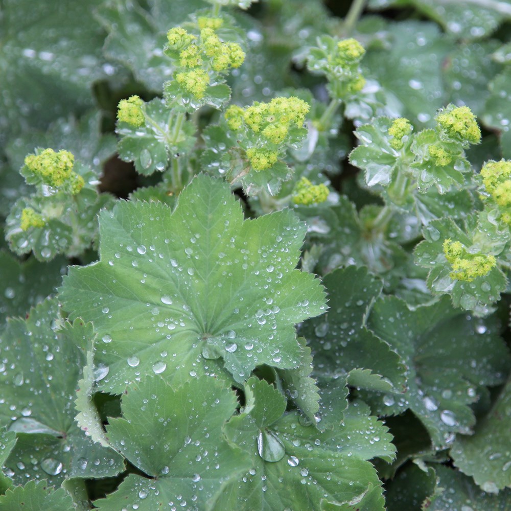 <i>Alchemilla mollis</i> 