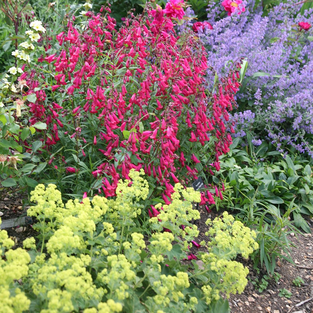 <i>Alchemilla mollis</i> 