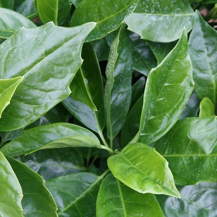 <i>Aucuba japonica</i> 'Rozannie'