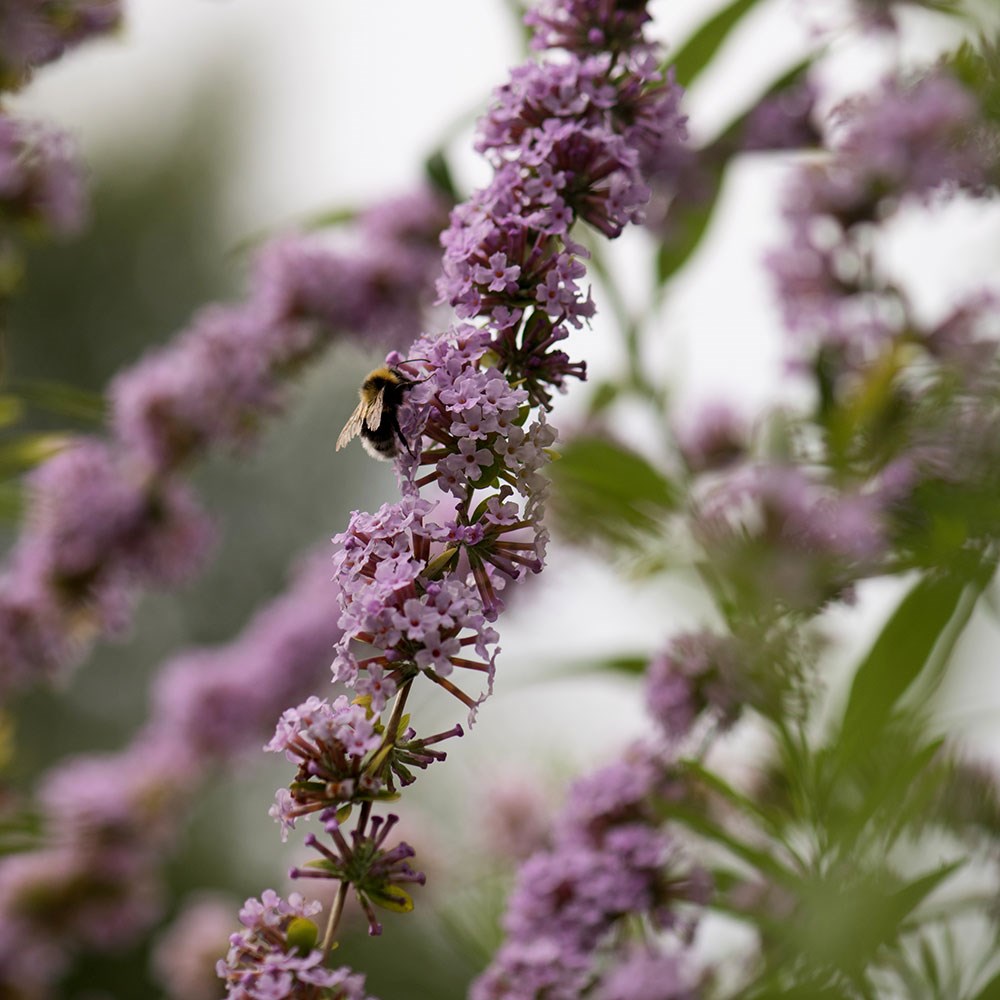 <i>Buddleja alternifolia</i> 