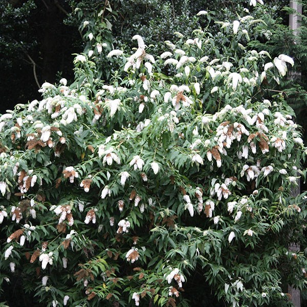<i>Buddleja davidii</i> 'White Profusion'