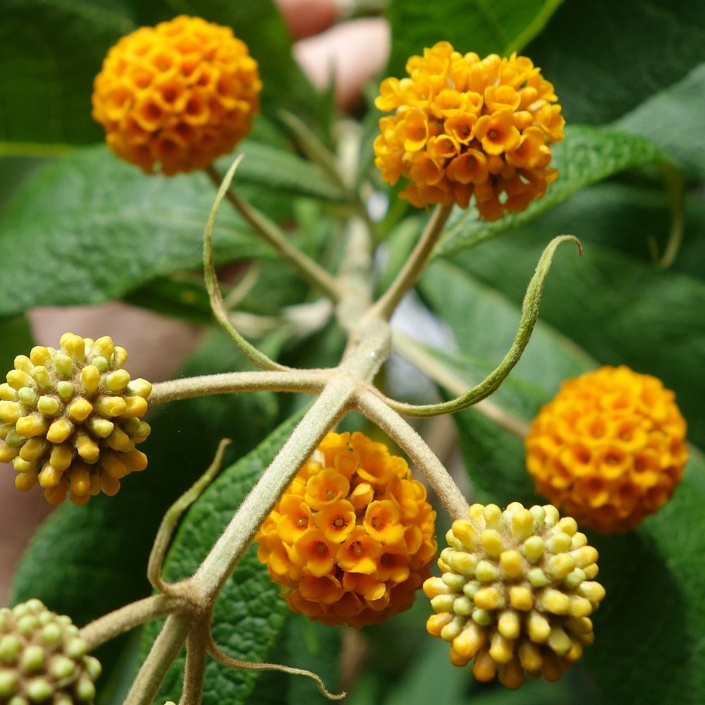 <i>Buddleja globosa</i> 