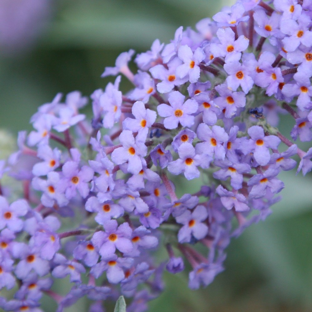 <i>Buddleja</i> 'Lochinch'
