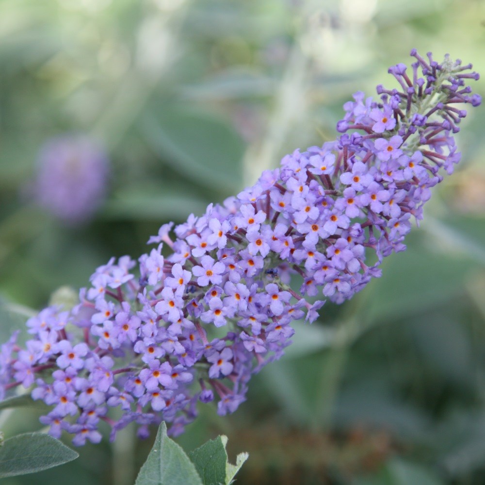 <i>Buddleja</i> 'Lochinch'