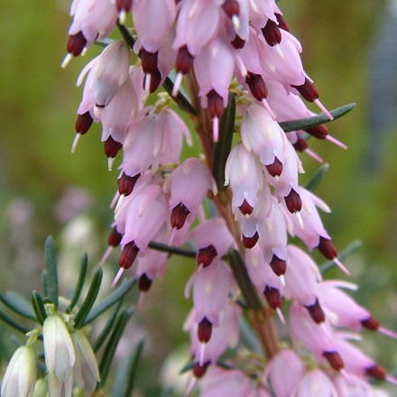 Erica × darleyensis Ghost Hills