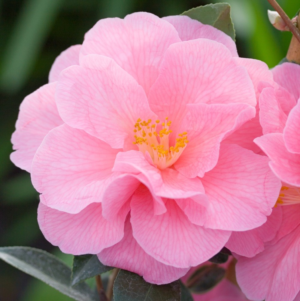 <i>Camellia</i> × <i>williamsii</i> 'Donation'