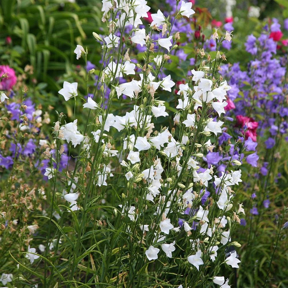<i>Campanula persicifolia</i> var. <i>alba</i>