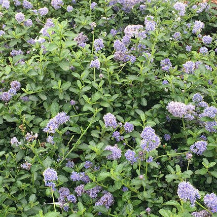 <i>Ceanothus thyrsiflorus</i> var. <i>repens</i>
