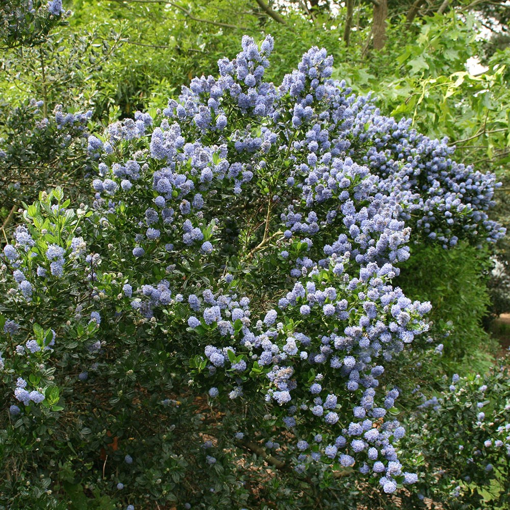 <i>Ceanothus</i> 'Skylark'