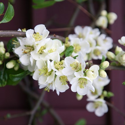 <i>Chaenomeles speciosa</i> 'Nivalis'