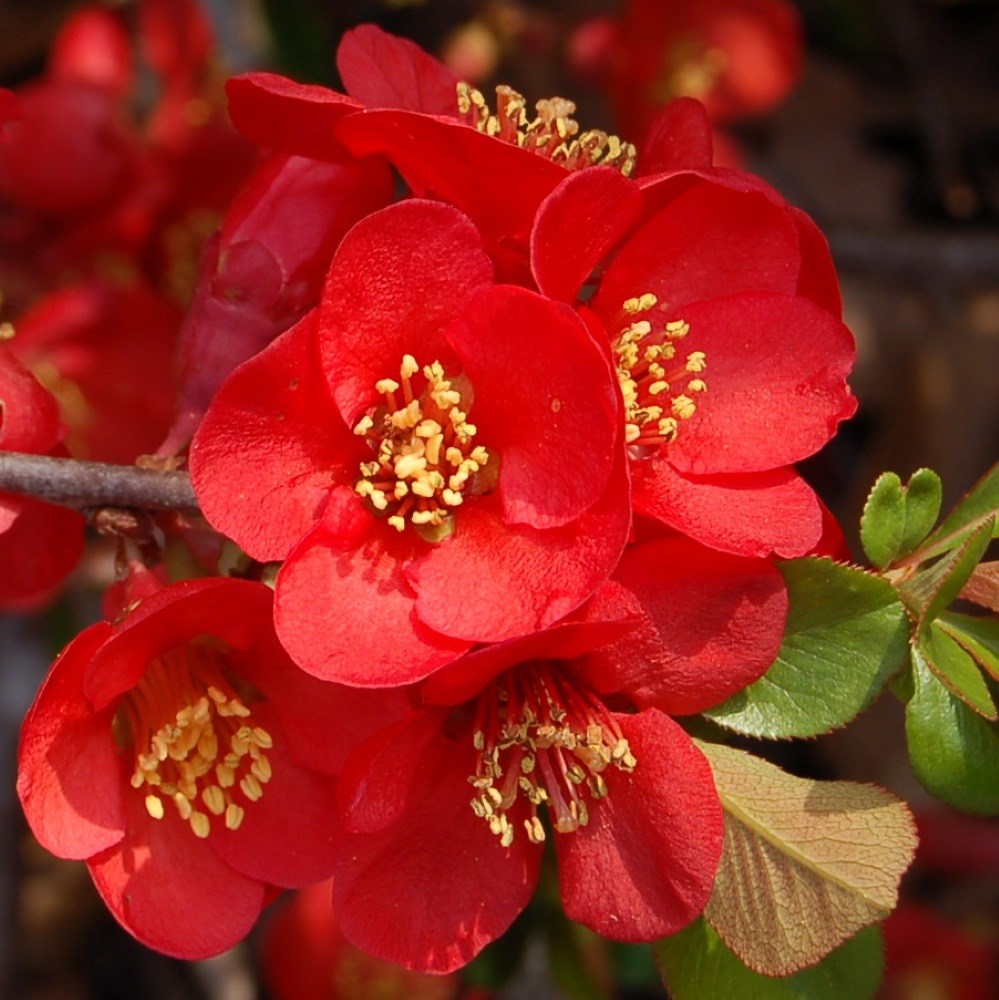 <i>Chaenomeles</i> × <i>superba</i> 'Crimson and Gold'