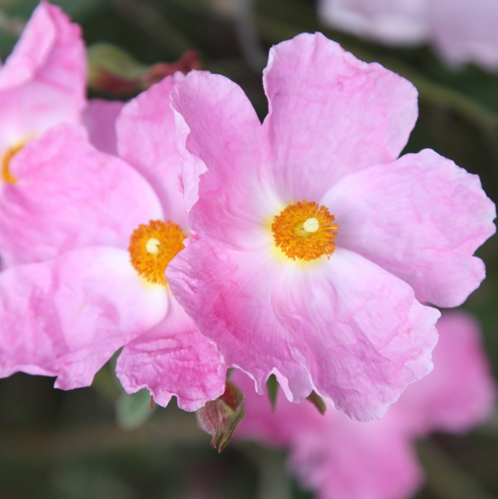 <i>Cistus</i> × <i>argenteus</i> 'Silver Pink'