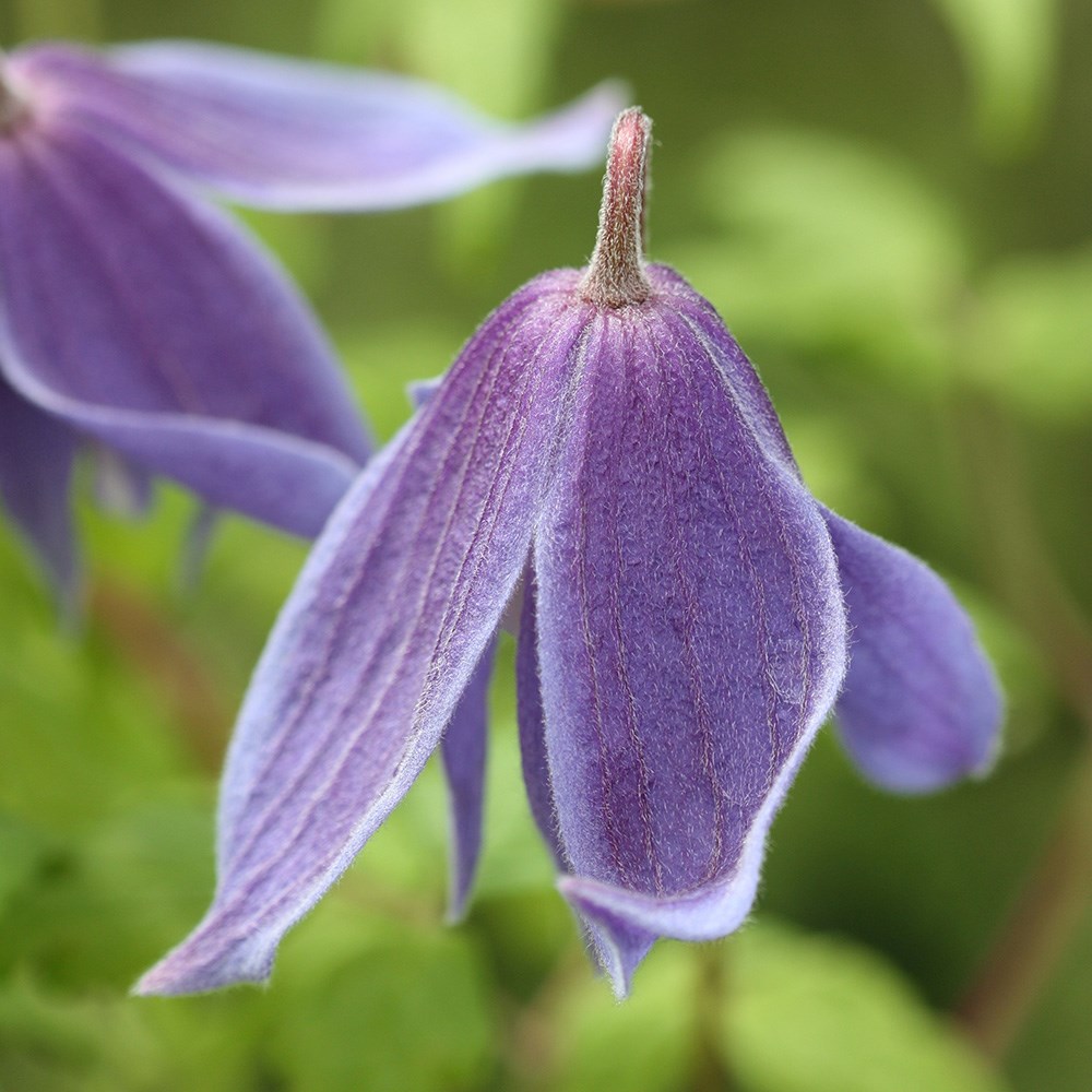 <i>Clematis alpina</i> 