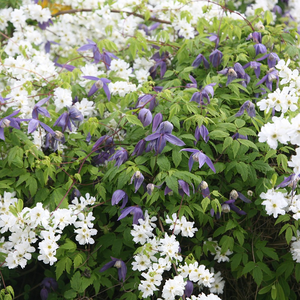 <i>Clematis</i> 'Frankie'