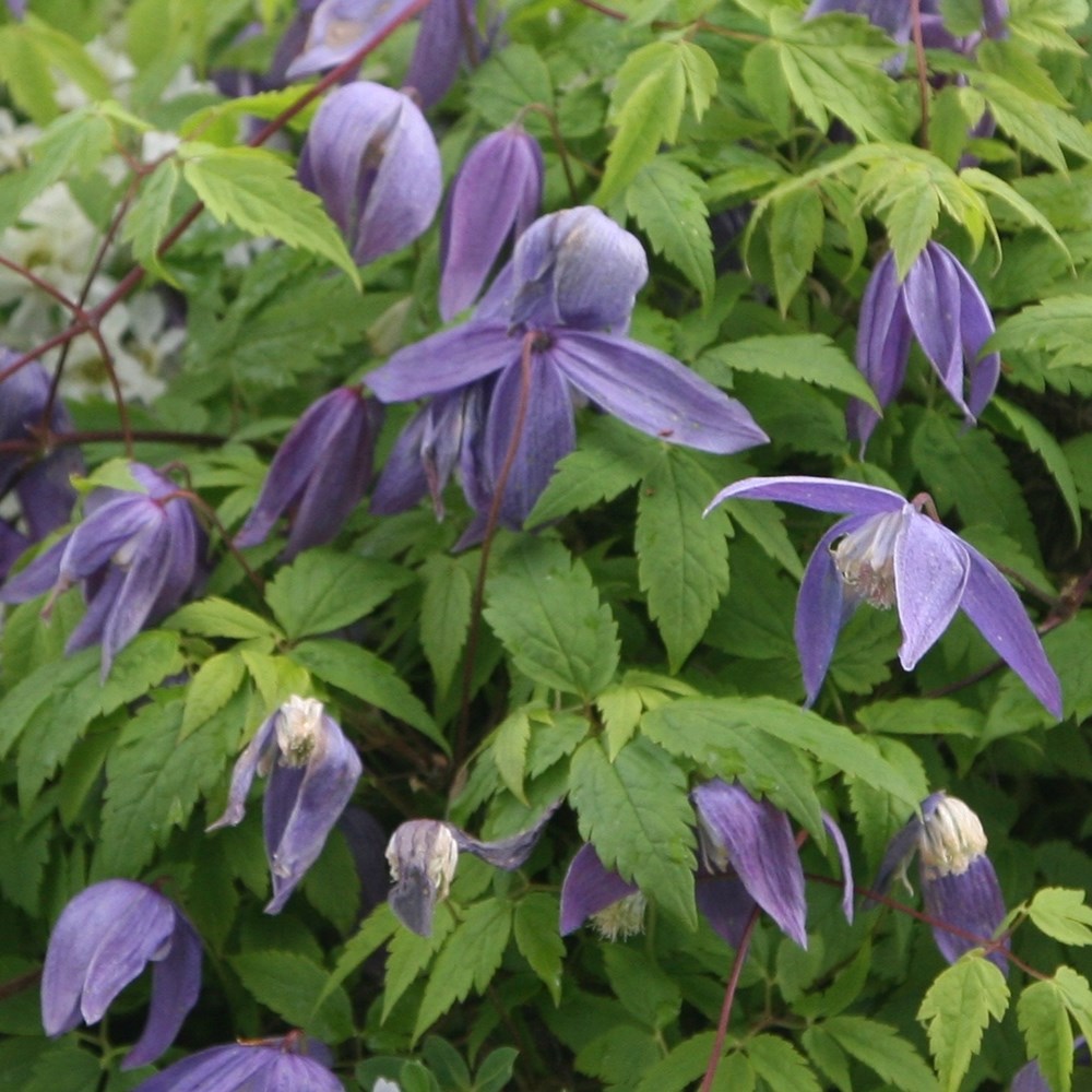 <i>Clematis</i> 'Frankie'