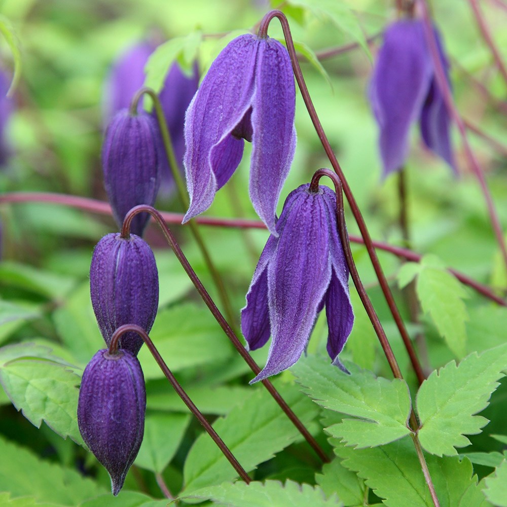 <i>Clematis</i> 'Helsingborg'