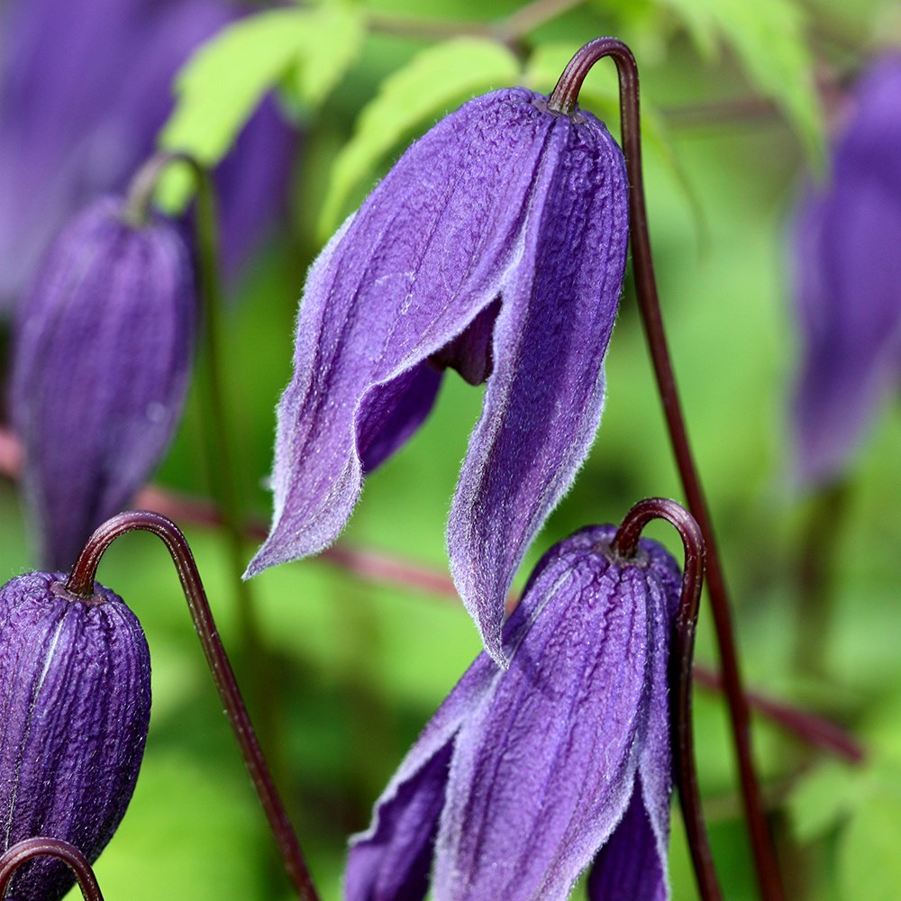 <i>Clematis</i> 'Helsingborg'