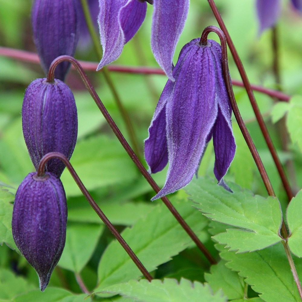 <i>Clematis</i> 'Helsingborg'