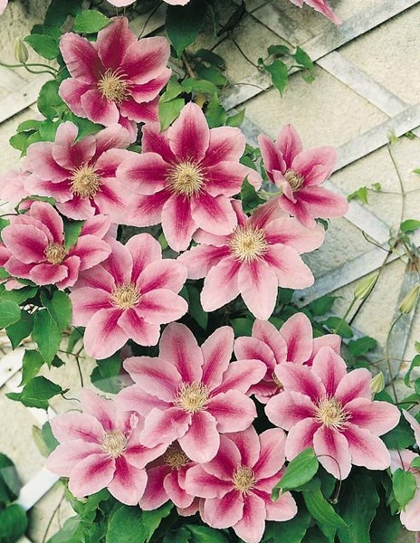 <i>Clematis</i> 'Bees' Jubilee'