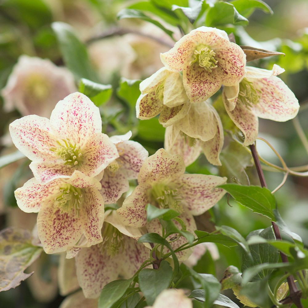 <i>Clematis cirrhosa</i> var. <i>balearica</i>