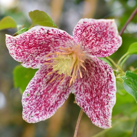 Clematis cirrhosa var. purpurascens Freckles