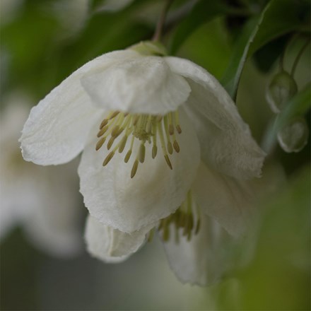 Clematis cirrhosa Wisley Cream