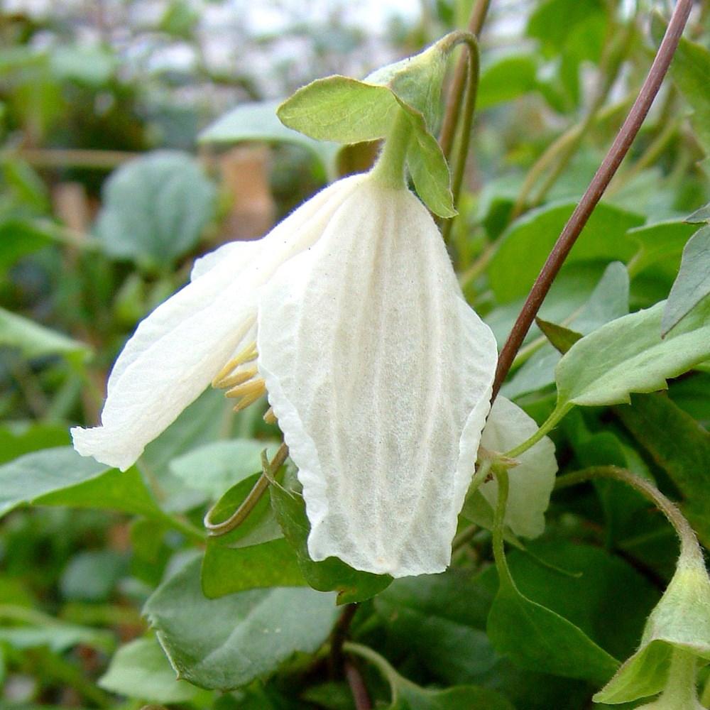 <i>Clematis cirrhosa</i> 'Wisley Cream'