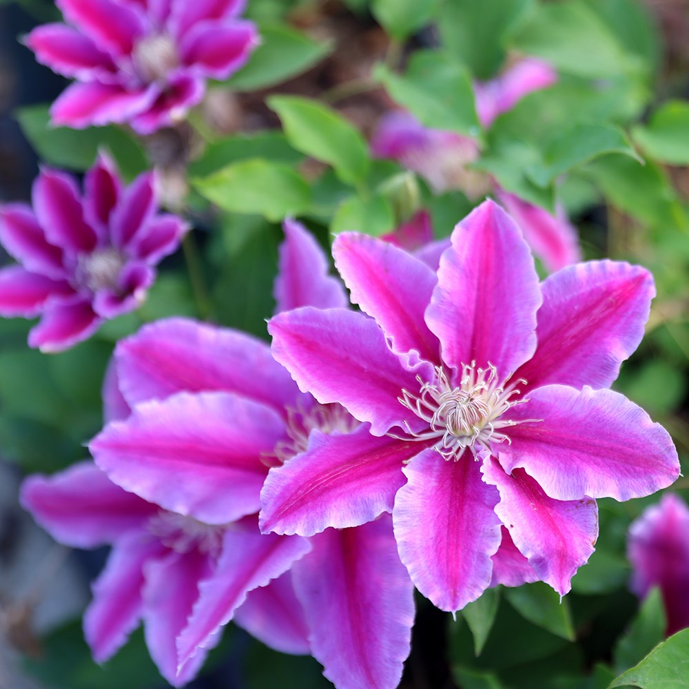 <i>Clematis</i> 'Doctor Ruppel'