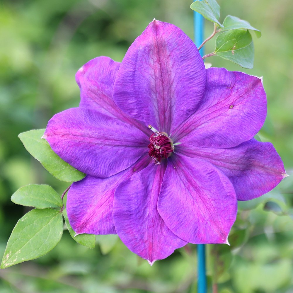<i>Clematis</i> 'Elsa Späth'