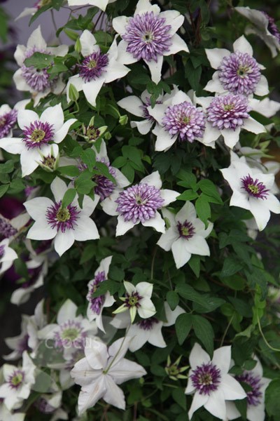 <i>Clematis florida</i> var. <i>florida</i> 'Sieboldiana'