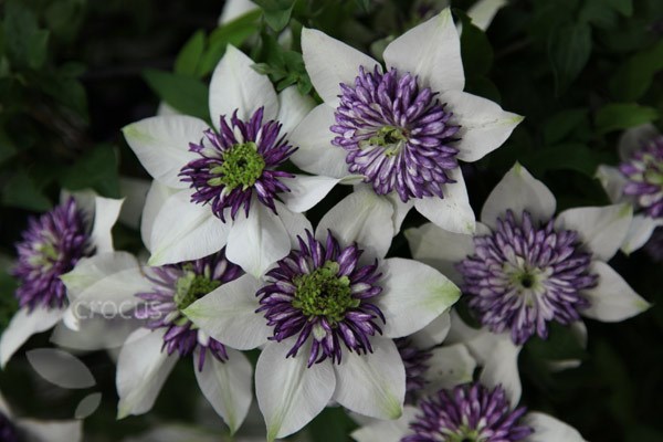 <i>Clematis florida</i> var. <i>florida</i> 'Sieboldiana'