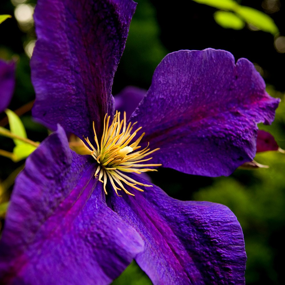 <i>Clematis</i> 'Gipsy Queen'