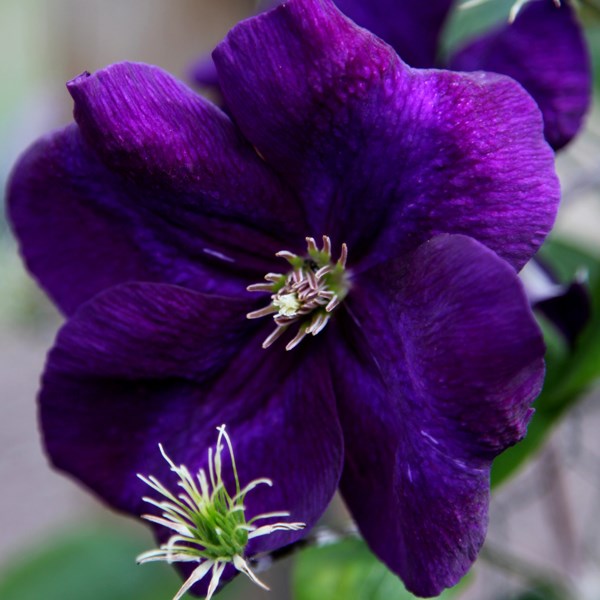 <i>Clematis</i> 'Gipsy Queen'