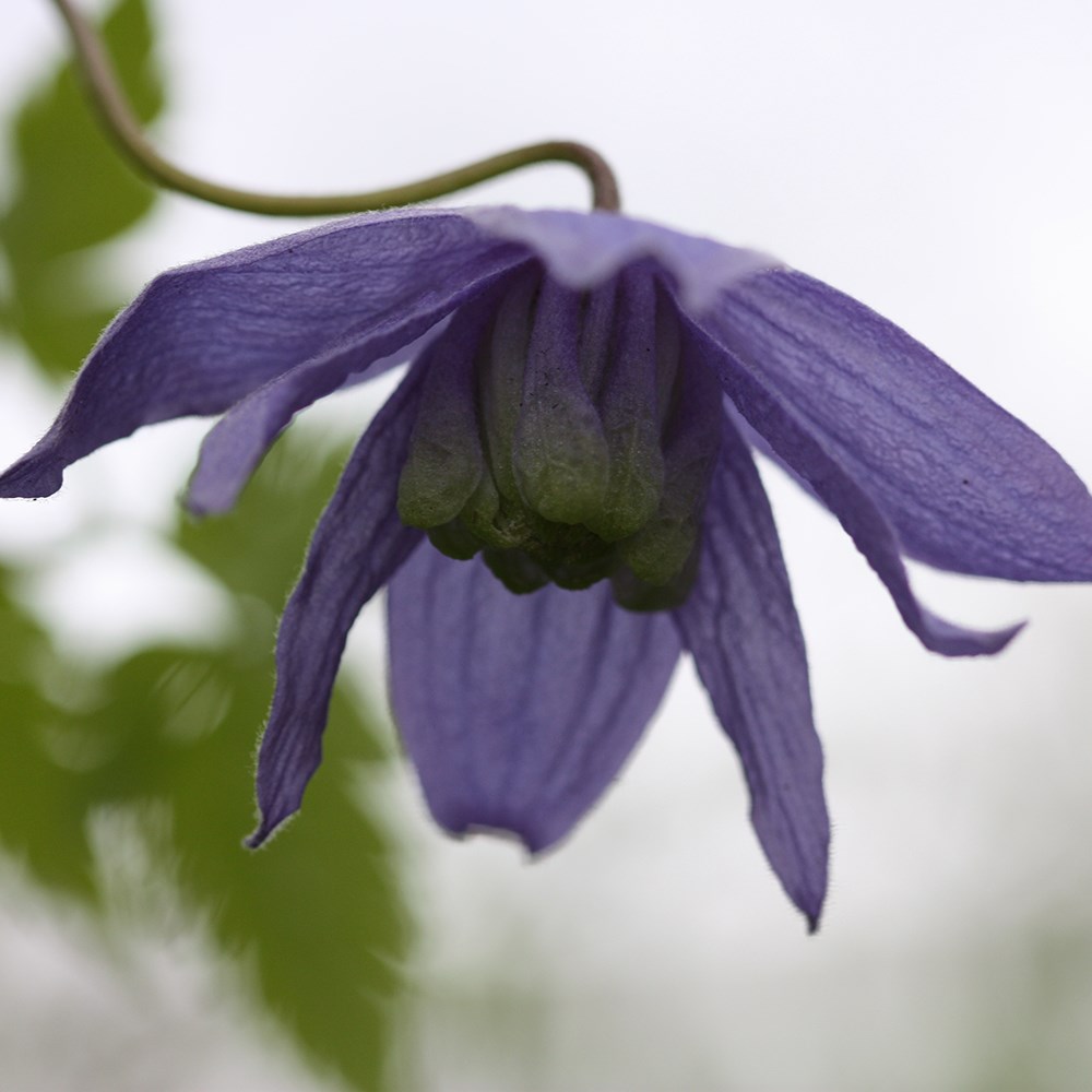 <i>Clematis macropetala</i> 