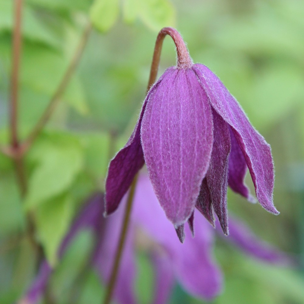 <i>Clematis</i> 'Jan Lindmark'