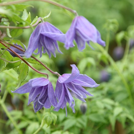 Clematis macropetala Lagoon Jackman