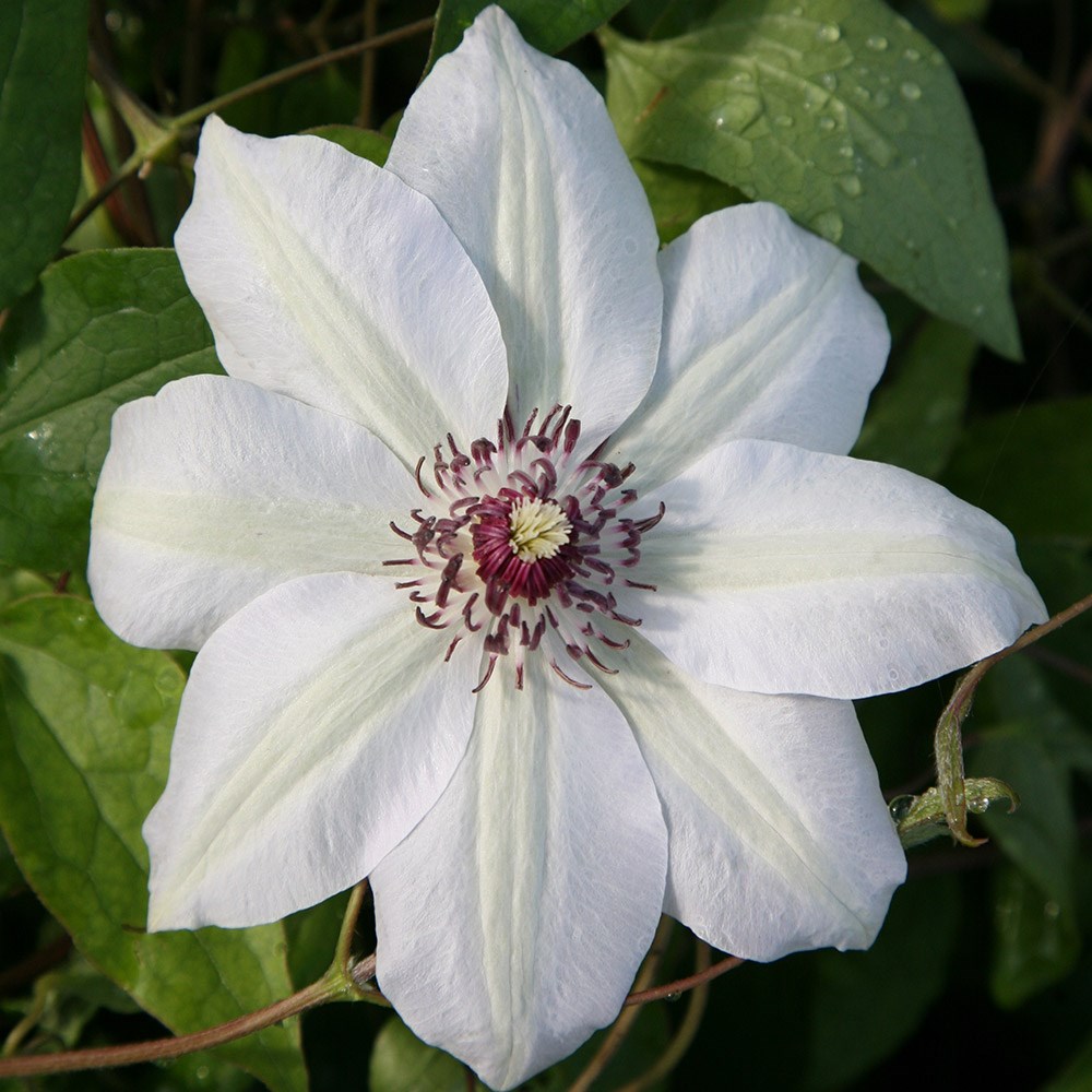 <i>Clematis</i> 'Miss Bateman'
