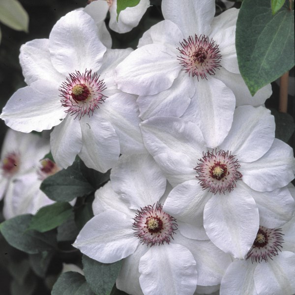 <i>Clematis</i> 'Miss Bateman'