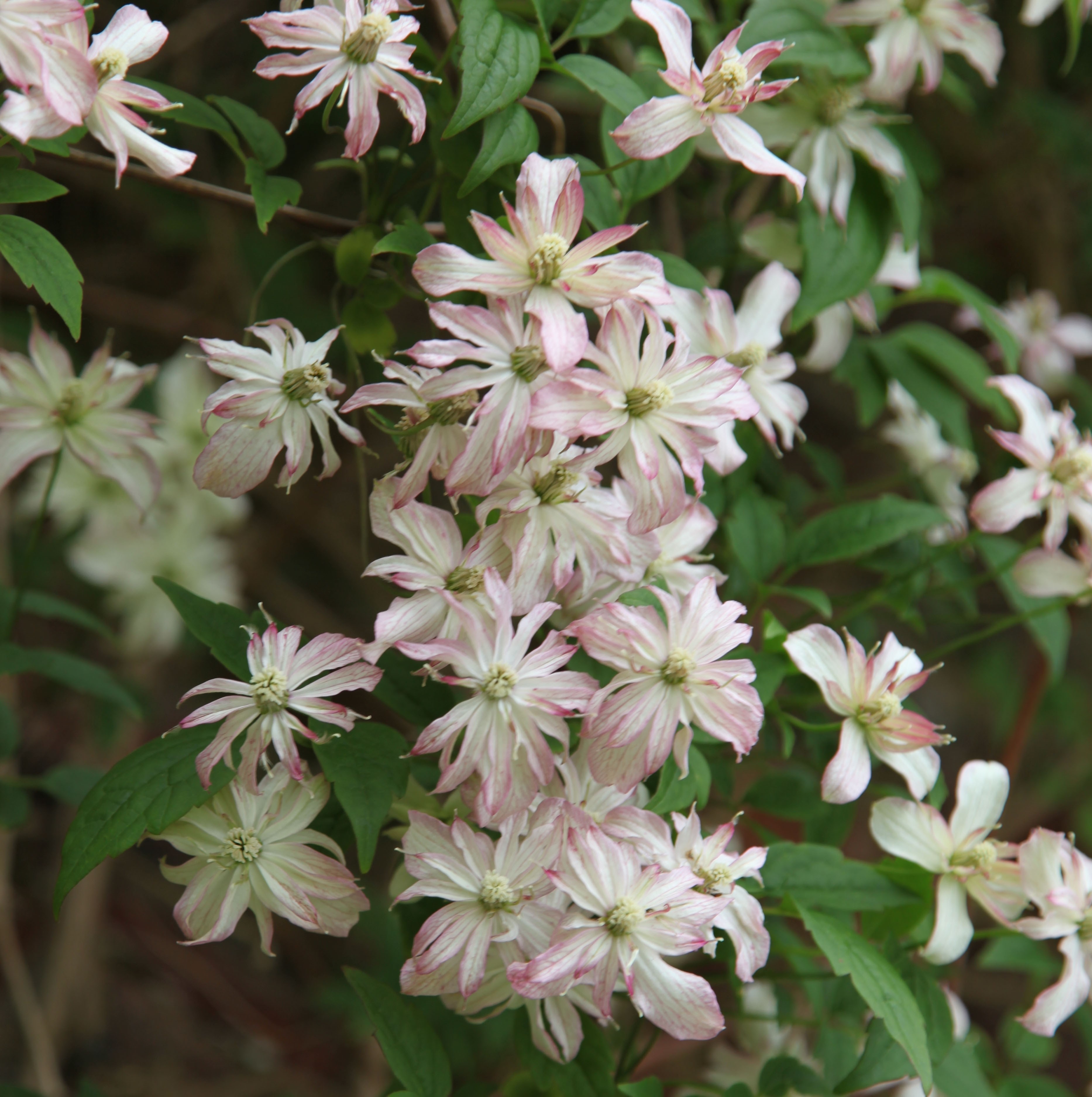<i>Clematis</i> 'Marjorie'