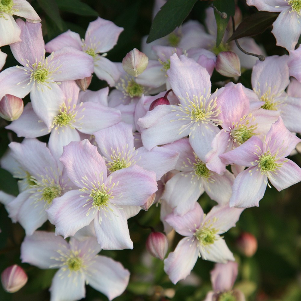 <i>Clematis montana</i> var. <i>rubens</i> 'Pink Perfection'