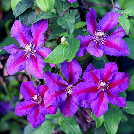 Clematis Mrs N. Thompson