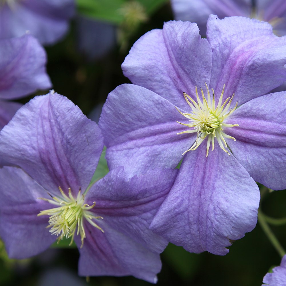 <i>Clematis</i> 'Perle d'Azur'