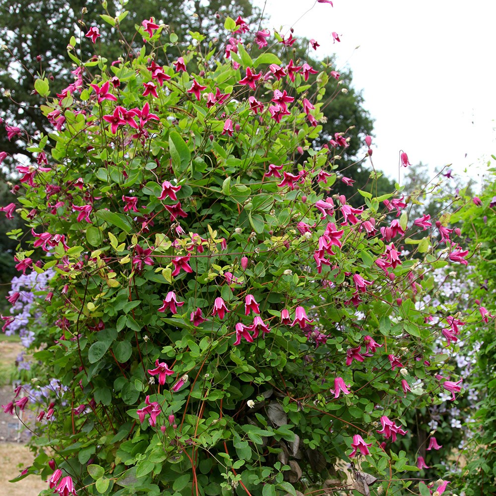 <i>Clematis</i> Étoile Rose