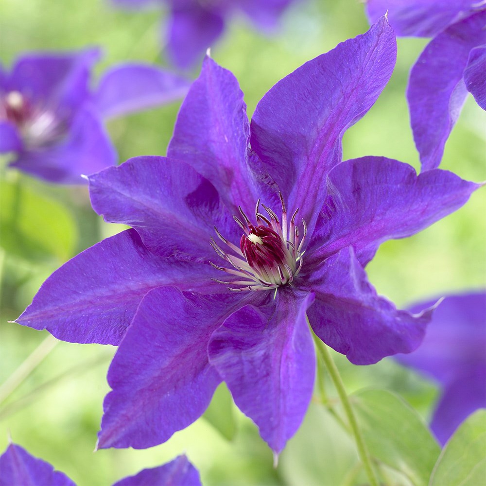 <i>Clematis</i> 'The President'