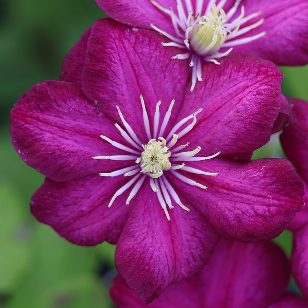 <i>Clematis</i> 'Ville de Lyon'
