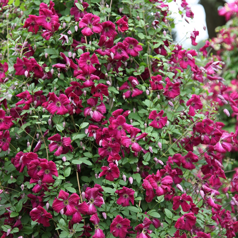 <i>Clematis</i> 'Kermesina'
