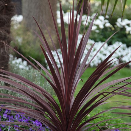 <i>Cordyline australis</i> 'Red Star'