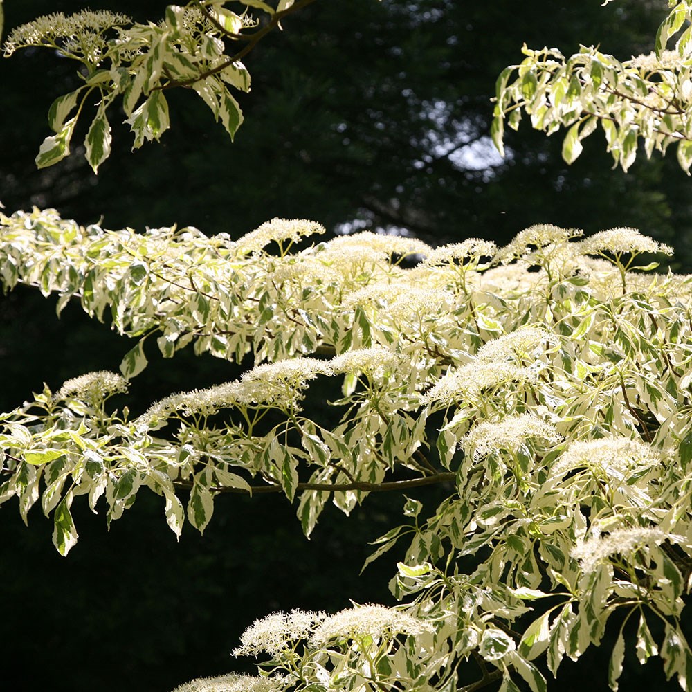 <i>Cornus controversa</i> 'Variegata'