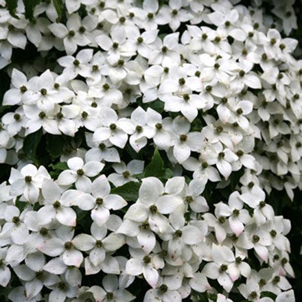 <i>Cornus kousa</i> var.<i> chinensis</i>
